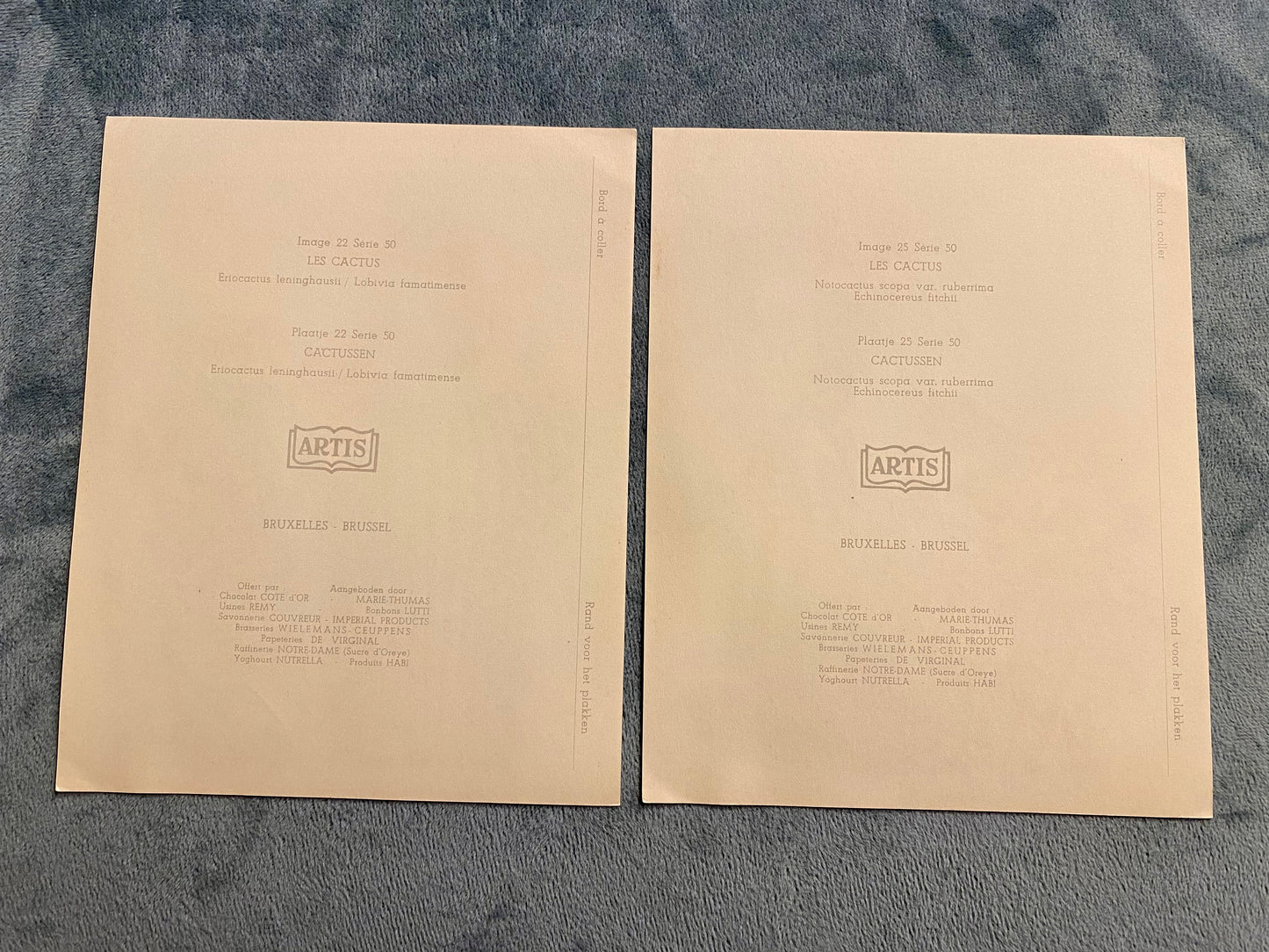 Ensemble de 2 images Artis