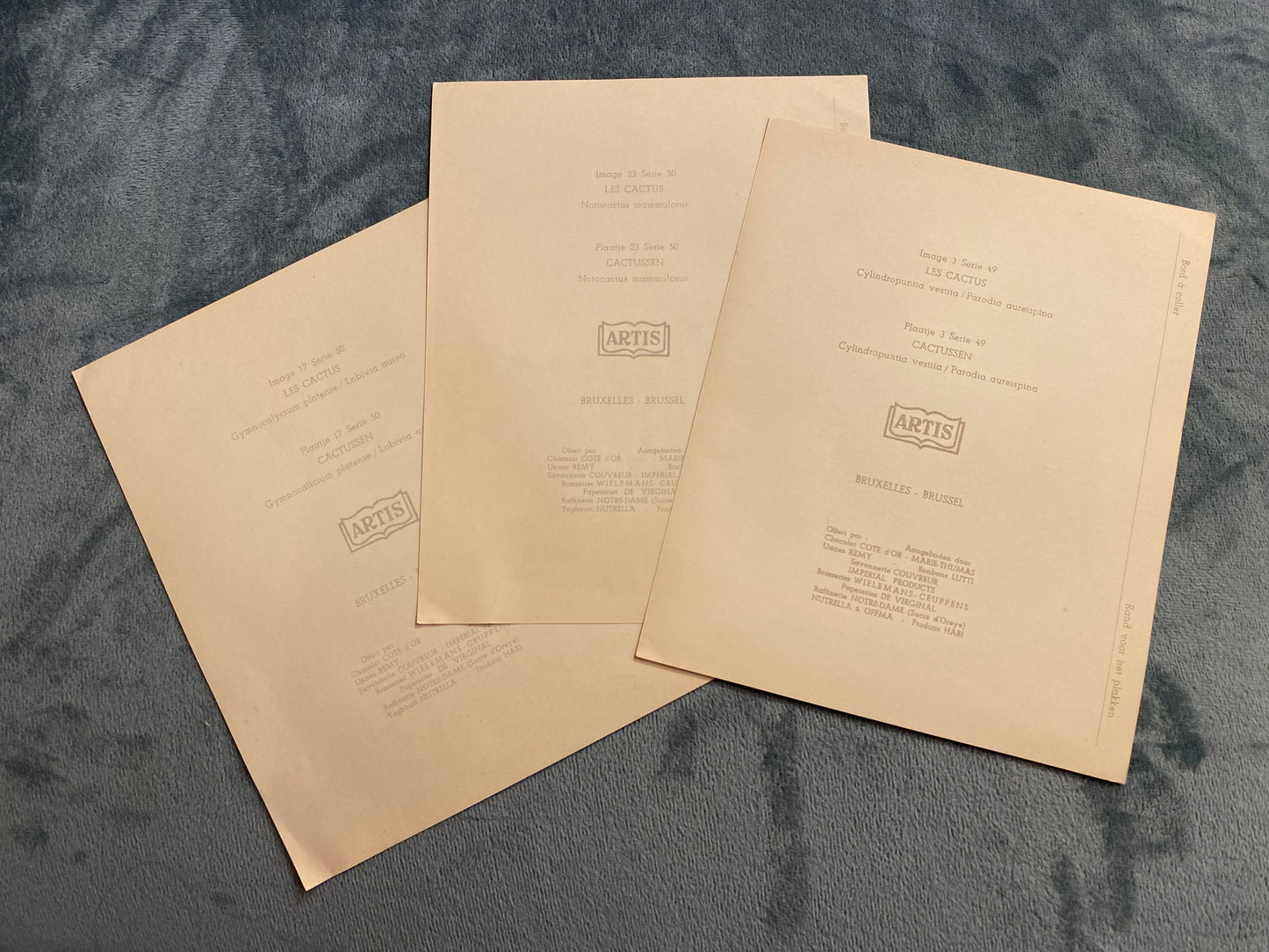 Ensemble de 3 images Artis