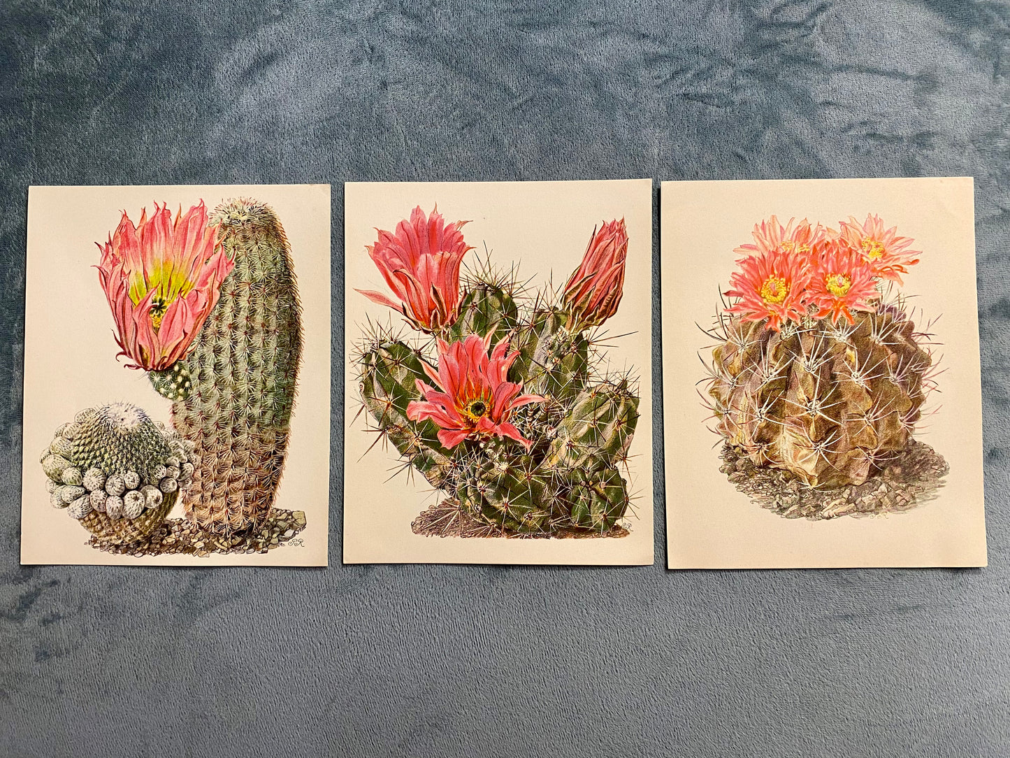 Ensemble de 3 images Artis