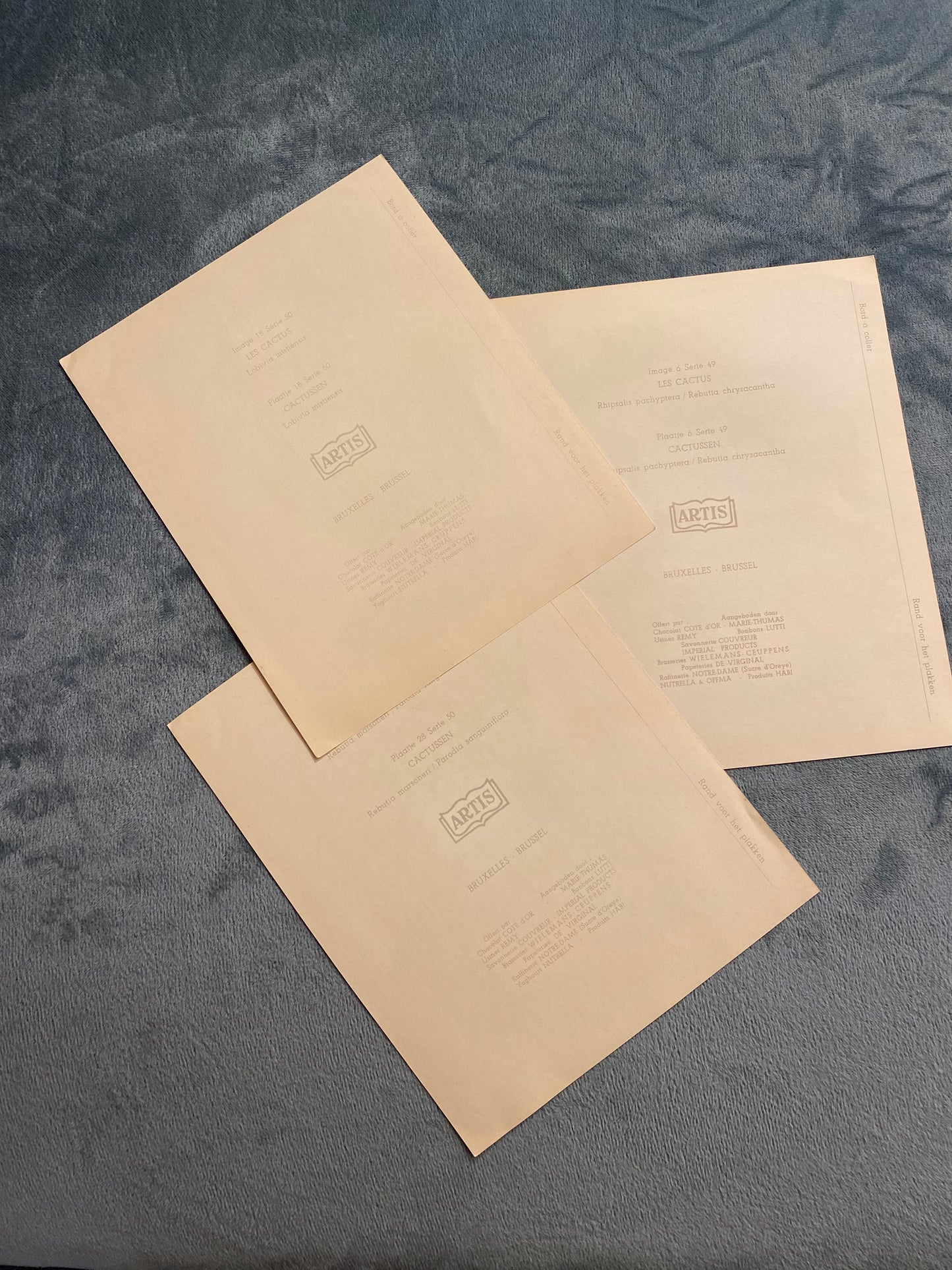 Ensemble de 3 images Artis