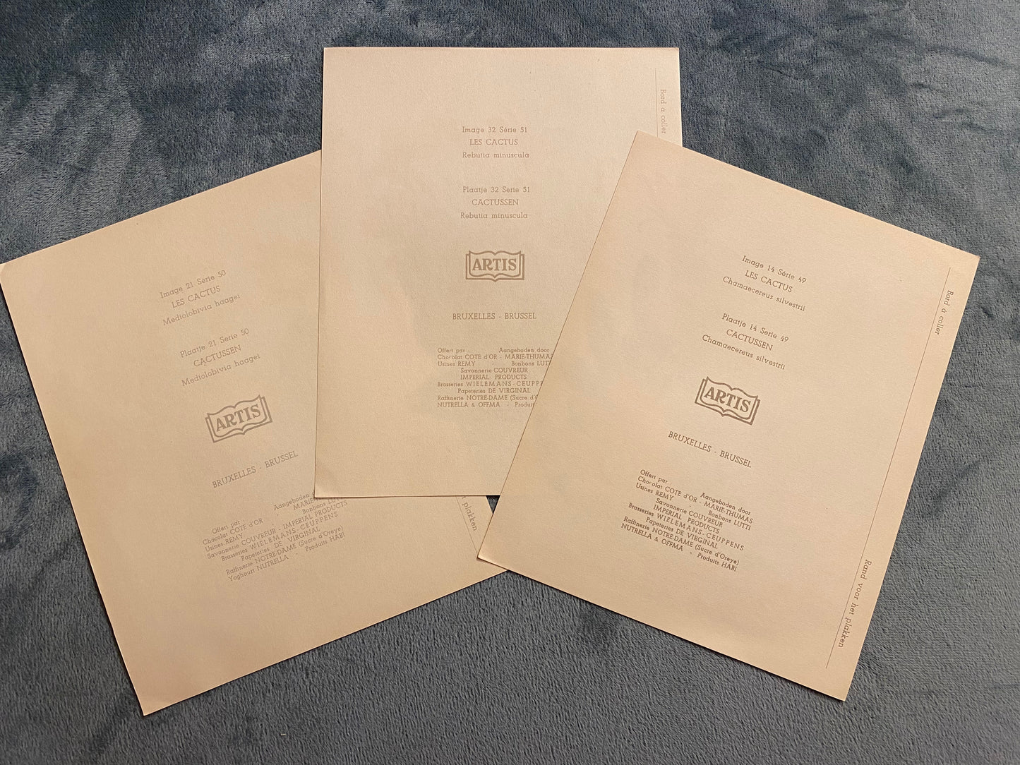 Ensemble de 3 images Artis