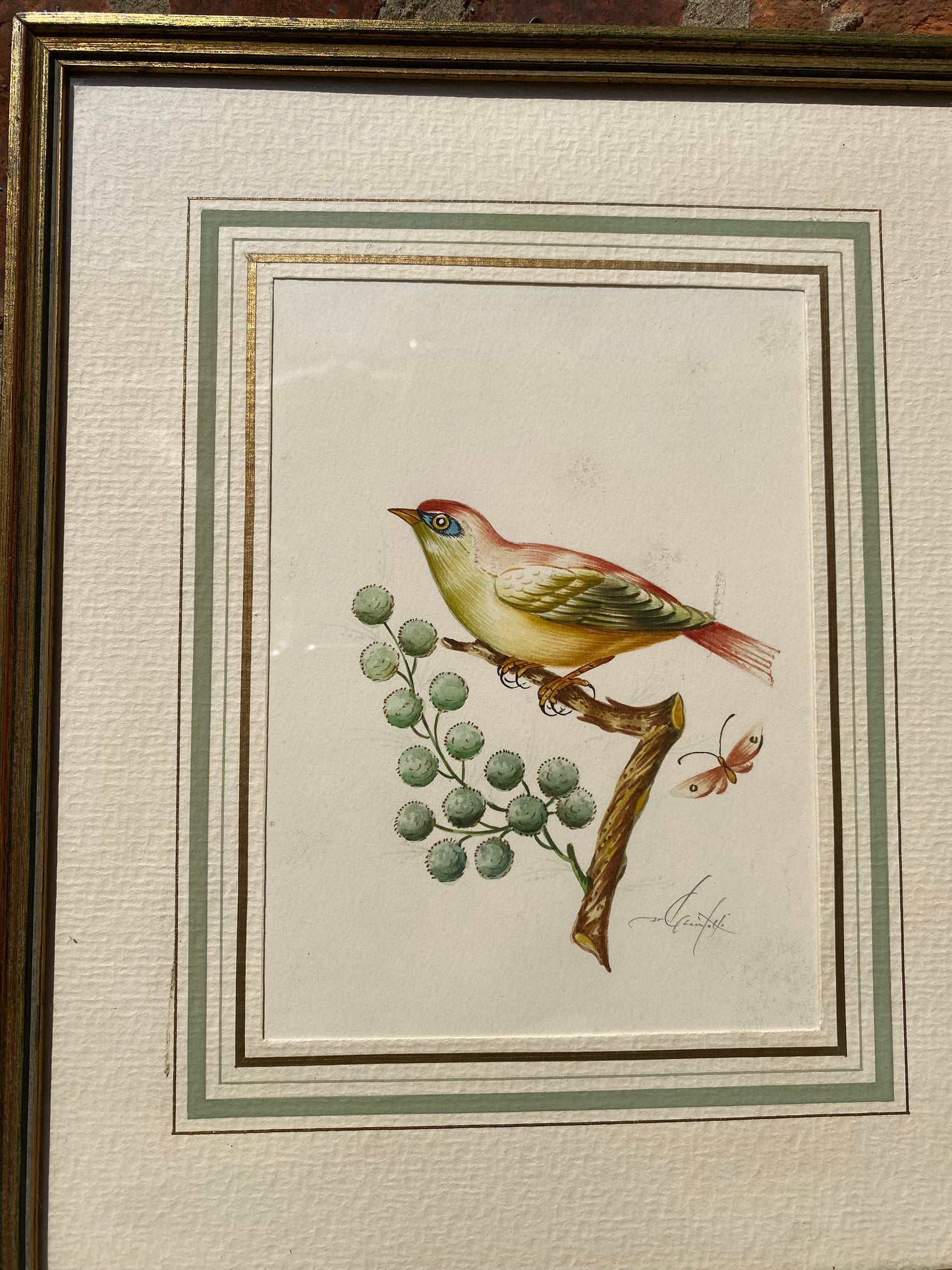 Illustration ornithologique encadrée – Galerie Blau Luxembourg – 24 x 29 cm