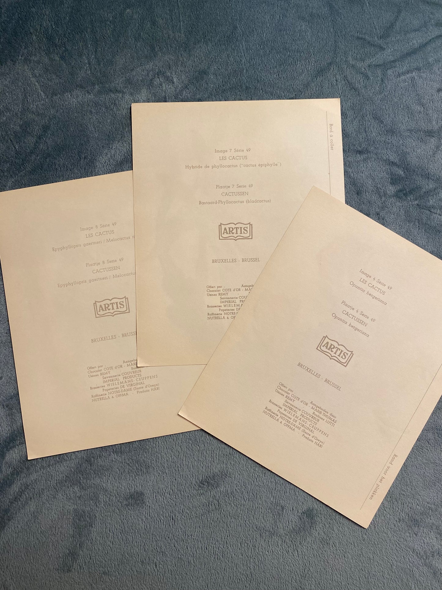 Ensemble de 3 images Artis