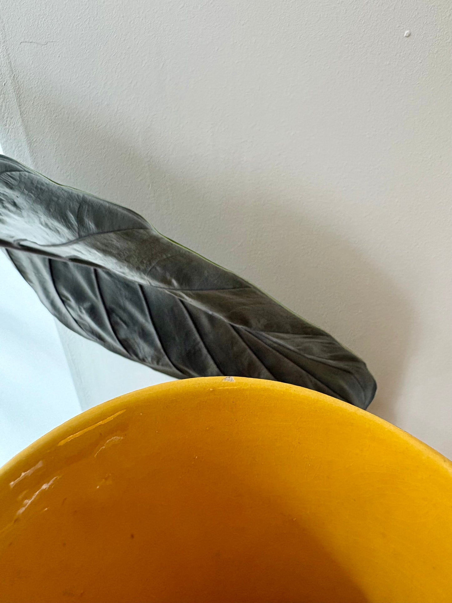 Leonard - Pichet / Vase xxl West Germany